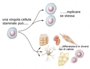 cellule staminali cure polimabulatori san gaetano