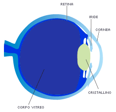 Il fundus oculi per curare patologie a vitreo, retina e nervo ottico